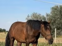 Бие, Жылқылар — 5-сурет