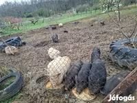 Boar, Вьетнамская вислобрюхая — photo 8