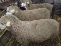Kos, Ile-de-France sheep — 2. fotó