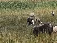 Juh, Romanov sheep — 1. fotó