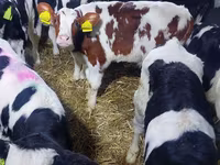 Bika, Simmental cattle — 1. fotó