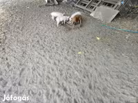 公猪, Дюрок — 照片 1