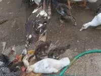 Ducks — 照片 4