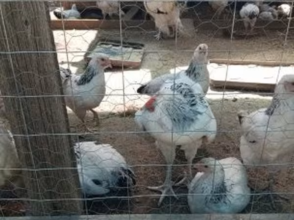 萨塞克斯