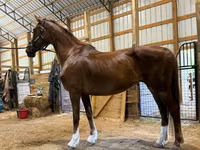 Kanca, Dutch warmblood horse — 5. fotó