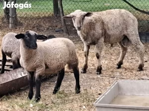 Schaf, Schafe — Ungarn