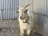 Bode, Cabras — foto 3