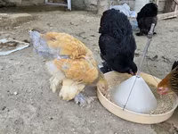 براهما — الصورة 5