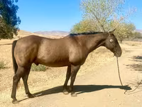 Hing, Quarter Horse — 2. fotó