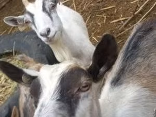 母山羊, Goats