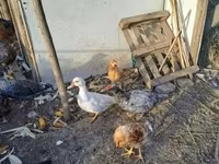 Ducks — फ़ोटो 2