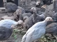 Guinea fowl — 6. fotó