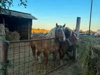 Yegua, Hungarian horse breed — foto 3