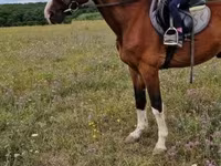 Cheval, Hungarian horse breed — photo 2
