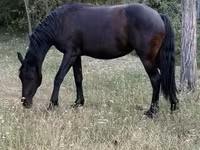 घोड़ी, Friesian — फ़ोटो 3