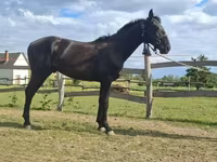 Cavalo, Nonius horse — foto 6