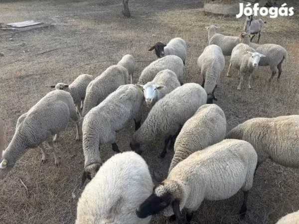 Kos, Tsigai sheep — Magyarország