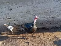 Ducks — 5. fotó