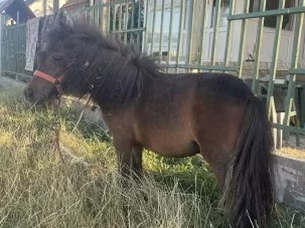 Kanca, Shetland Pony