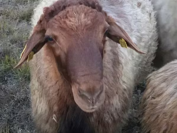 Kos, Blackheaded Persian sheep