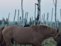 Hing, Kushum Horse — 2. fotó