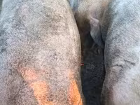 Pigs (batch, sex not specified), Pigs — photo 3