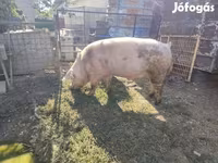 公猪, Pigs — 照片 4