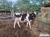 Bika, Holstein fajta — 4. fotó