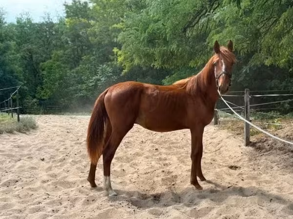 Caballo, Kisber felver — Hungría