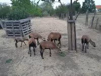 Schafe (Partie, Geschlecht nicht angegeben), Cameroon sheep — Foto 1