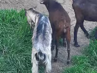 Nőstény kecske, Irish goat — 4. fotó