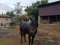 Hing, Lovak — 4. fotó