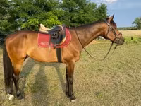 Caballo, Caballos — foto 1