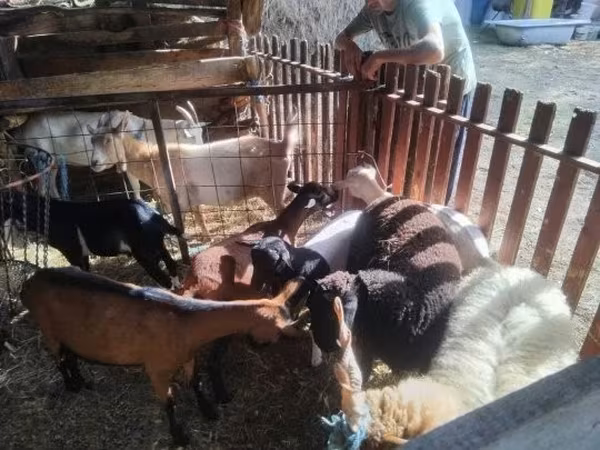 Brebis, Moutons — Hongrie