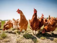 Chickens — photo 2