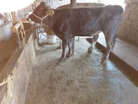 Krowa, Russian Black pied cattle — zdjęcie 3