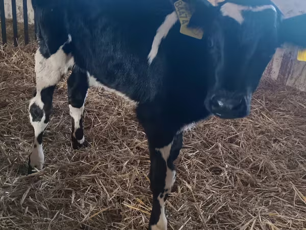 Bika, Russian Black pied cattle