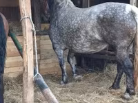 Madyan, Hungarian horse breed — foto 2