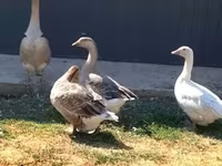 Geese — photo 3
