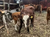 Cattle (batch, sex not specified), Cattle — photo 2