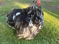 Bantam Pekín — foto 2