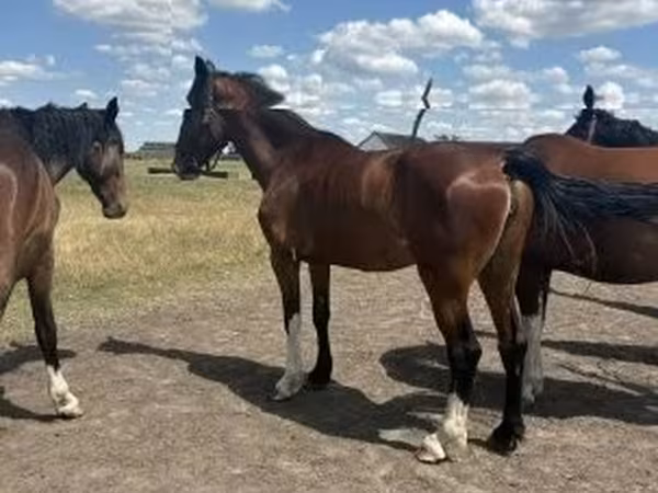 Kanca, Dutch warmblood horse