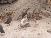 إنديان رانر — الصورة 6