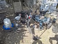Chickens — 照片 2