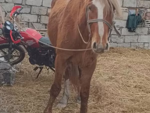 Lovak (tétel, nem megadva), Kazakh horse