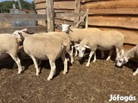 母羊, Sheep — 照片 1