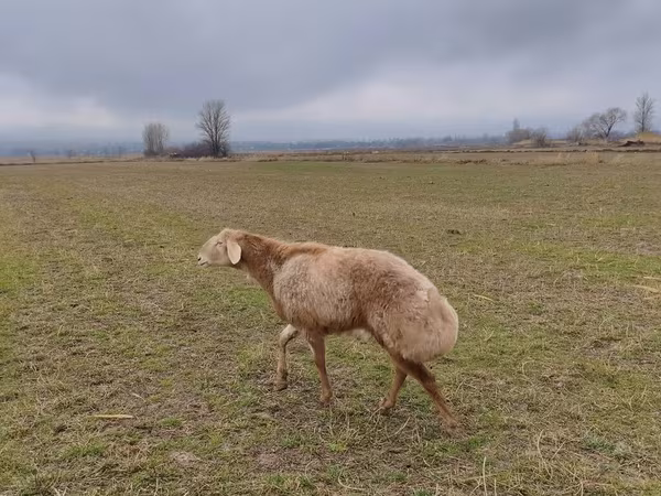 Beran, Arashan sheep