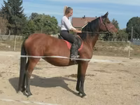 Klisna, Hungarian horse breed — foto 2