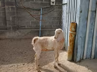 Nőstény kecske, Kamori goats — 5. fotó