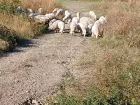 公羊, Sheep — 照片 2